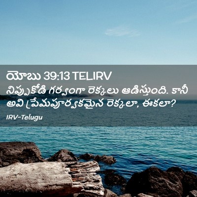 Picture 02 - యోబు 39:13 TELIRV - నిప్పుకోడి - Bible Verse Picture
