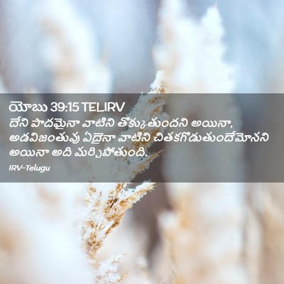 Picture 02 - యోబు 39:15 TELIRV - దేని పాదమైనా - Bible Verse Picture