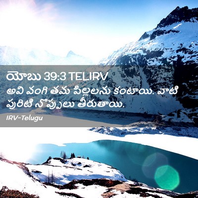 Picture 02 - యోబు 39:3 TELIRV - అవి వంగి తమ - Bible Verse Picture
