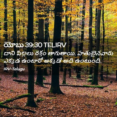 Picture 02 - యోబు 39:30 TELIRV - దాని పిల్లలు - Bible Verse Picture