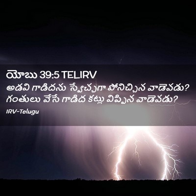 Picture 02 - యోబు 39:5 TELIRV - అడవి గాడిదను - Bible Verse Picture
