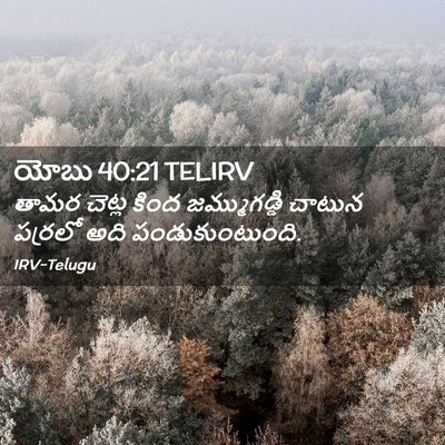 Picture 02 - యోబు 40:21 TELIRV - తామర చెట్ల కింద - Bible Verse Picture