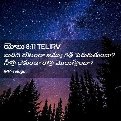 Picture 02 - యోబు 8:11 TELIRV - బురద లేకుండా - Bible Verse Picture