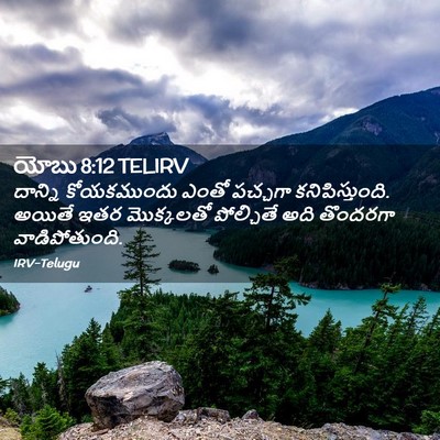 Picture 02 - యోబు 8:12 TELIRV - దాన్ని కోయకముందు - Bible Verse Picture