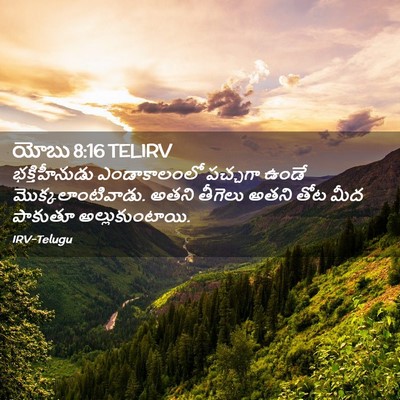 Picture 02 - యోబు 8:16 TELIRV - భక్తిహీనుడు - Bible Verse Picture