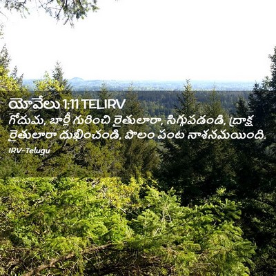 Picture 02 - యోవేలు 1:11 TELIRV - గోదుమ, బార్లీ - Bible Verse Picture