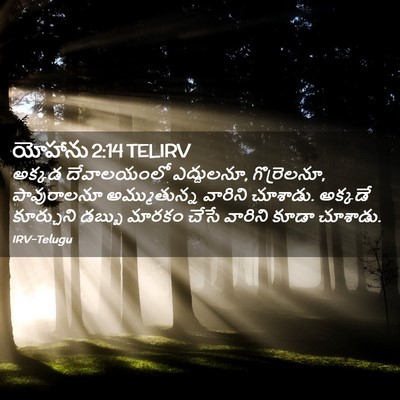Picture 02 - యోహాను 2:14 TELIRV - అక్కడ దేవాలయంలో - Bible Verse Picture