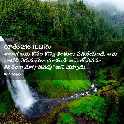 Picture 02 - రూతు 2:16 TELIRV - అలాగే ఆమె కోసం - Bible Verse Picture