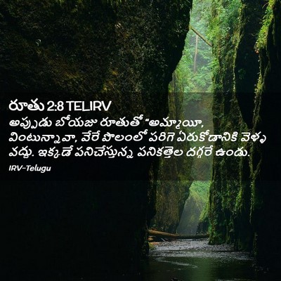 Picture 02 - రూతు 2:8 TELIRV - అప్పుడు బోయజు - Bible Verse Picture