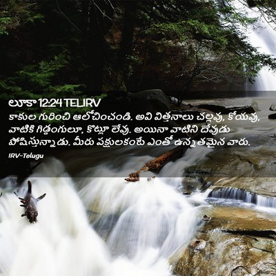 Picture 02 - లూకా 12:24 TELIRV - కాకుల గురించి - Bible Verse Picture