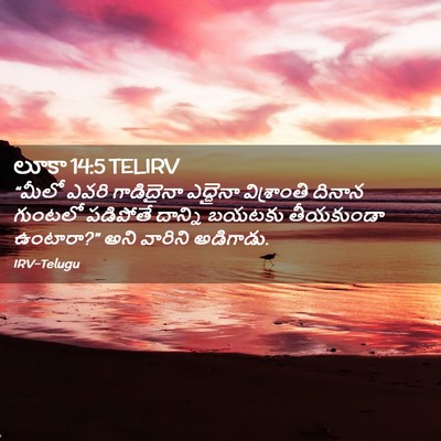 Picture 02 - లూకా 14:5 TELIRV - “మీలో ఎవరి - Bible Verse Picture