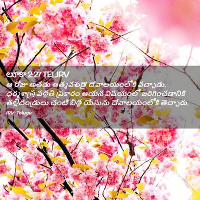 Picture 02 - లూకా 2:27 TELIRV - ఆ రోజు అతడు - Bible Verse Picture