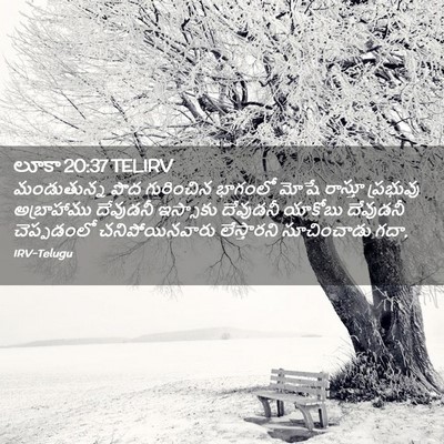 Picture 02 - లూకా 20:37 TELIRV - మండుతున్న పొద - Bible Verse Picture