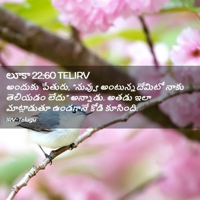 Picture 02 - లూకా 22:60 TELIRV - అందుకు పేతురు, - Bible Verse Picture