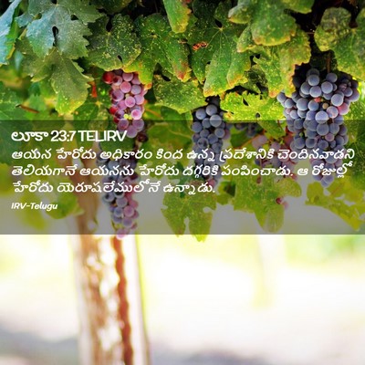 Picture 02 - లూకా 23:7 TELIRV - ఆయన హేరోదు - Bible Verse Picture