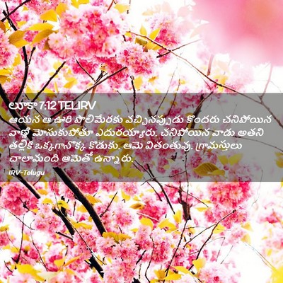 Picture 02 - లూకా 7:12 TELIRV - ఆయన ఆ ఊరి - Bible Verse Picture