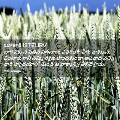 Picture 02 - లూకా 8:12 TELIRV - దారి పక్కన పడిన - Bible Verse Picture