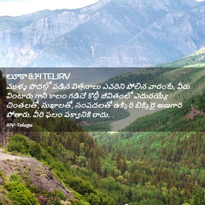Picture 02 - లూకా 8:14 TELIRV - ముళ్ళ పొదల్లో - Bible Verse Picture