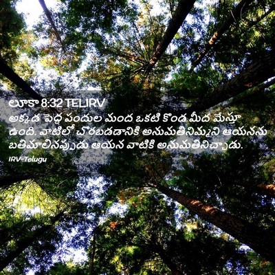 Picture 02 - లూకా 8:32 TELIRV - అక్కడ పెద్ద పందుల - Bible Verse Picture