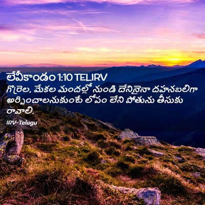 Picture 02 - లేవీకాండం 1:10 TELIRV - గొర్రెల, మేకల - Bible Verse Picture