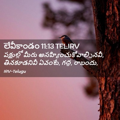 Picture 02 - లేవీకాండం 11:13 TELIRV - పక్షుల్లో మీరు - Bible Verse Picture