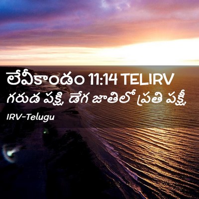 Picture 02 - లేవీకాండం 11:14 TELIRV - గరుడ పక్షి, డేగ - Bible Verse Picture