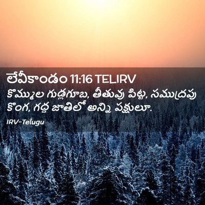 Picture 02 - లేవీకాండం 11:16 TELIRV - కొమ్ముల గుడ్లగూబ, - Bible Verse Picture