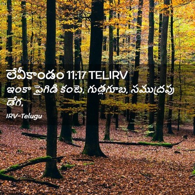 Picture 02 - లేవీకాండం 11:17 TELIRV - ఇంకా పైగిడి కంటె, - Bible Verse Picture