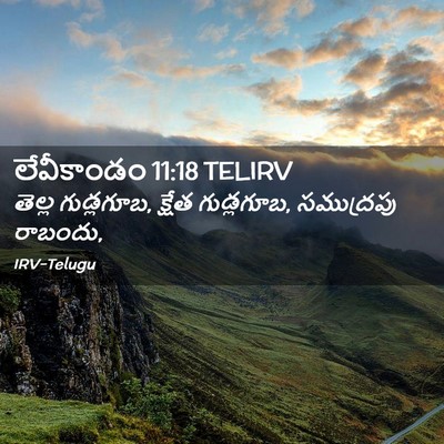 Picture 02 - లేవీకాండం 11:18 TELIRV - తెల్ల గుడ్లగూబ, - Bible Verse Picture