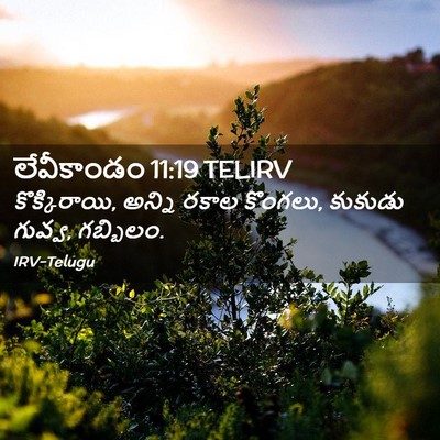 Picture 02 - లేవీకాండం 11:19 TELIRV - కొక్కిరాయి, అన్ని - Bible Verse Picture