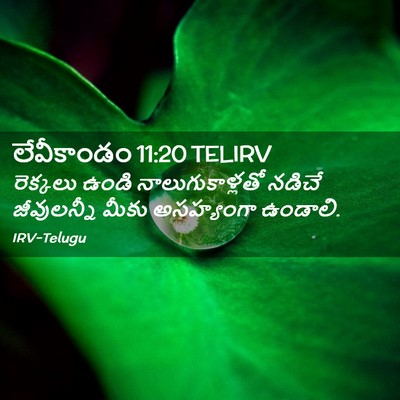 Picture 02 - లేవీకాండం 11:20 TELIRV - రెక్కలు ఉండి - Bible Verse Picture