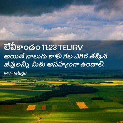 Picture 02 - లేవీకాండం 11:23 TELIRV - అయితే నాలుగు - Bible Verse Picture