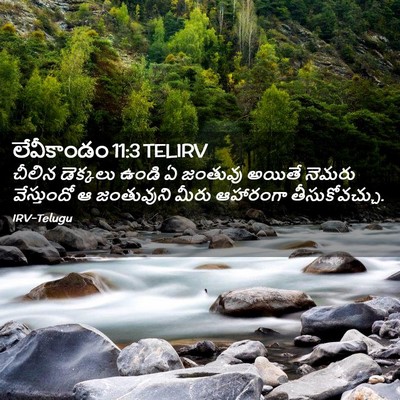 Picture 02 - లేవీకాండం 11:3 TELIRV - చీలిన డెక్కలు - Bible Verse Picture