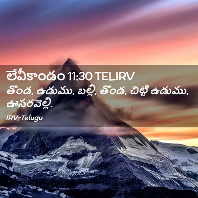 Picture 02 - లేవీకాండం 11:30 TELIRV - తొండ, ఉడుము, బల్లి, - Bible Verse Picture