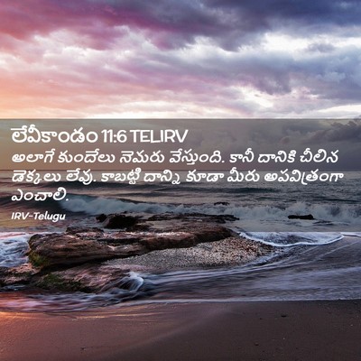 Picture 02 - లేవీకాండం 11:6 TELIRV - అలాగే కుందేలు - Bible Verse Picture