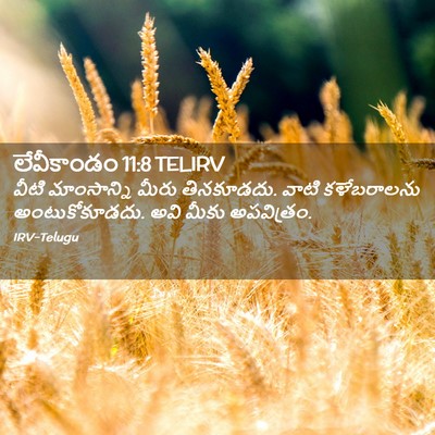 Picture 02 - లేవీకాండం 11:8 TELIRV - వీటి మాంసాన్ని - Bible Verse Picture