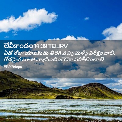 Picture 02 - లేవీకాండం 14:39 TELIRV - ఏడో రోజు యాజకుడు - Bible Verse Picture