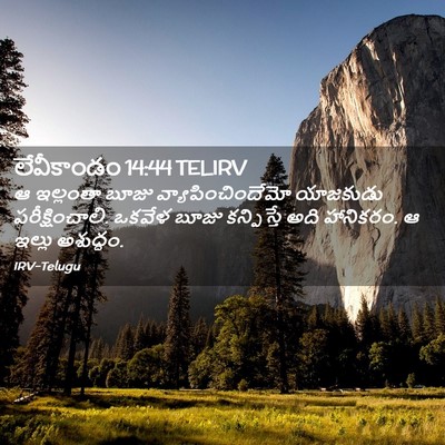 Picture 02 - లేవీకాండం 14:44 TELIRV - ఆ ఇల్లంతా బూజు - Bible Verse Picture