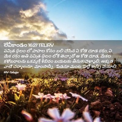 Picture 02 - లేవీకాండం 16:27 TELIRV - పవిత్ర స్థలం లో - Bible Verse Picture