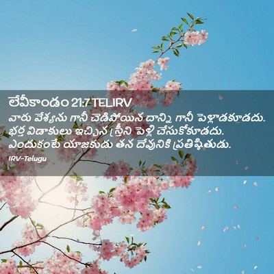 Picture 02 - లేవీకాండం 21:7 TELIRV - వారు వేశ్యను గానీ - Bible Verse Picture