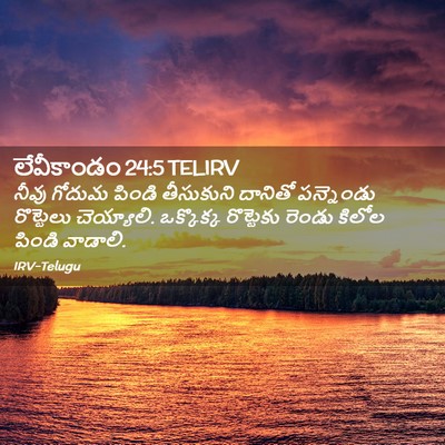 Picture 02 - లేవీకాండం 24:5 TELIRV - నీవు గోదుమ పిండి - Bible Verse Picture
