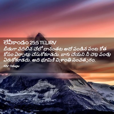 Picture 02 - లేవీకాండం 25:5 TELIRV - బీడుగా వదిలిన - Bible Verse Picture
