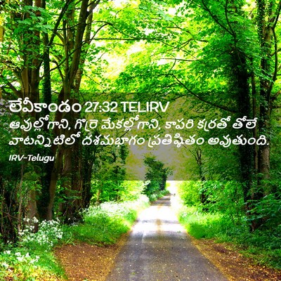 Picture 02 - లేవీకాండం 27:32 TELIRV - ఆవుల్లోగాని, - Bible Verse Picture