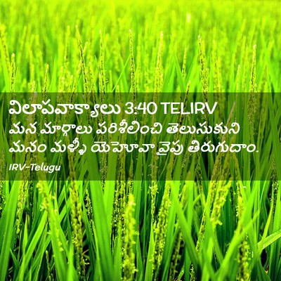 Picture 02 - విలాపవాక్యాలు 3:40 TELIRV - మన మార్గాలు - Bible Verse Picture