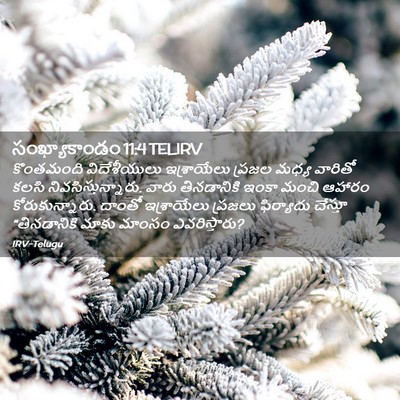 Picture 02 - సంఖ్యాకాండం 11:4 TELIRV - కొంతమంది - Bible Verse Picture