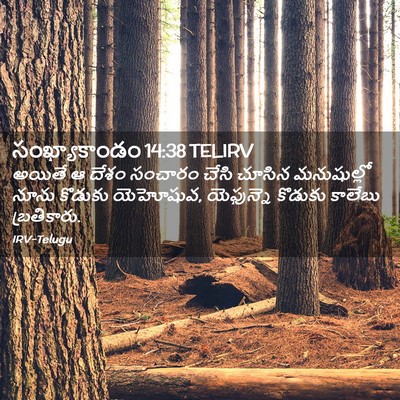 Picture 02 - సంఖ్యాకాండం 14:38 TELIRV - అయితే ఆ దేశం - Bible Verse Picture