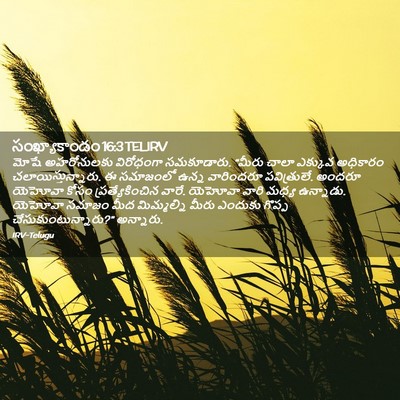 Picture 02 - సంఖ్యాకాండం 16:3 TELIRV - మోషే అహరోనులకు - Bible Verse Picture
