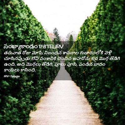 Picture 02 - సంఖ్యాకాండం 17:8 TELIRV - తరువాత రోజు మోషే - Bible Verse Picture