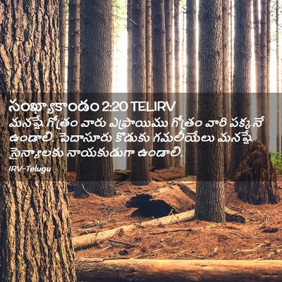 Picture 02 - సంఖ్యాకాండం 2:20 TELIRV - మనష్షే గోత్రం - Bible Verse Picture