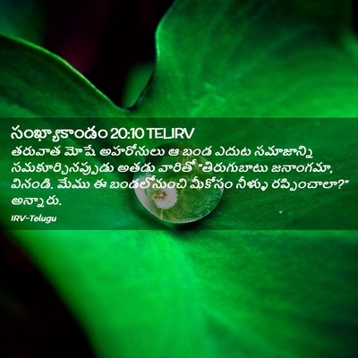 Picture 02 - సంఖ్యాకాండం 20:10 TELIRV - తరువాత మోషే - Bible Verse Picture